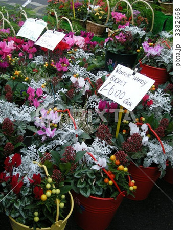 コロンビアフラワーマーケット コロンビアフラワーマーケット 3382668