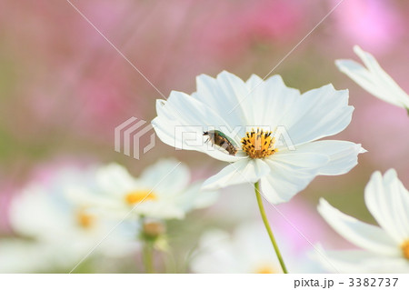 コスモスとハナムグリ 3382737