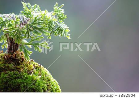 苔玉 苔玉 3382904