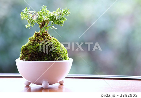 苔玉 3382905