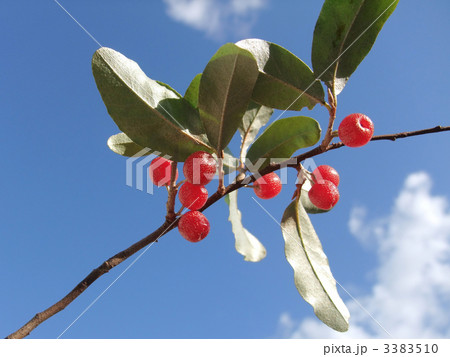 アキグミの実 3383510