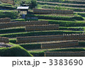 稲刈り後１０ 3383690