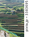 稲刈り後１５ 3383695