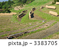 稲刈り後２４ 3383705