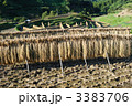 稲刈り後２５ 3383706