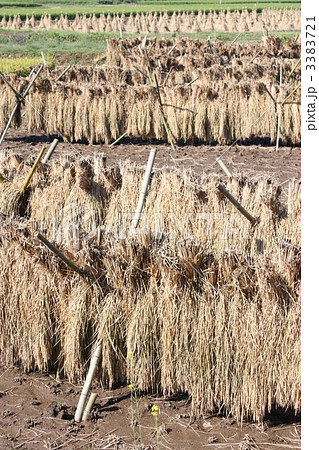 はさ掛け 3383721