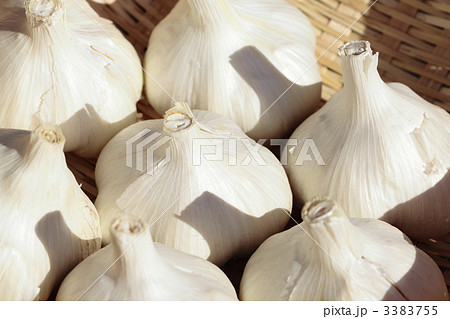 国産にんにく　福地ホワイト 3383755