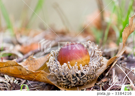 クヌギの実 クヌギの実 3384216