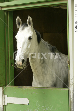 白馬 白馬 3384236