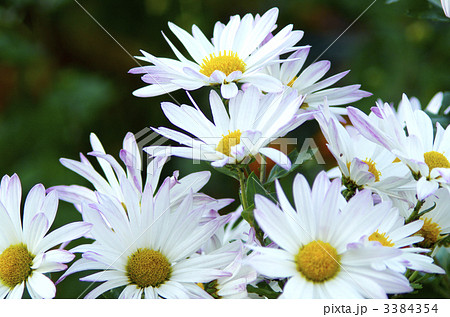 マーガレット 3384354