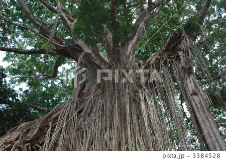 締め殺しのイチヂク 3384528