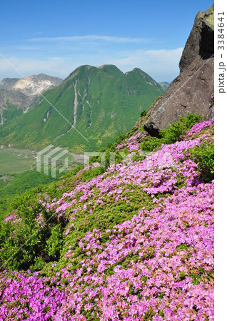 三俣山　豊後ツツジ 3384641