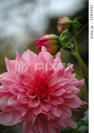 満開のダリアと蕾 3384892