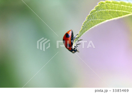 てんとう虫 てんとう虫 3385469