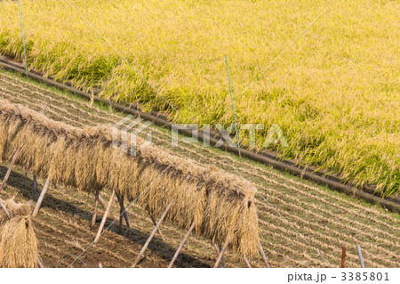 はさがけ 3385801