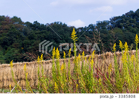 水田 水田 3385808