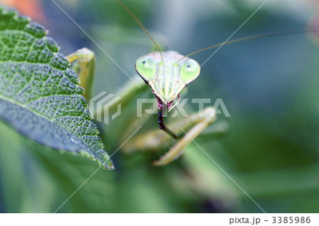 カマキリ 3385986