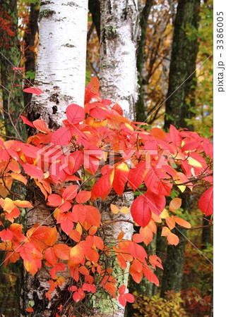 白樺に絡みつくツタウルシの紅葉・縦位置 白樺に絡みつくツタウルシの紅葉・縦位置 3386005