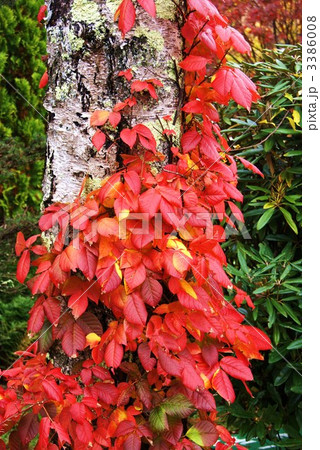 白樺に絡みつくツタウルシの紅葉・縦位置の写真素材 [3386008] - PIXTA