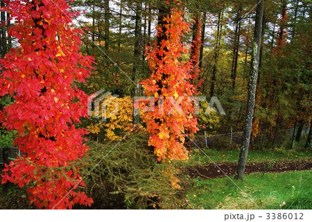 ツタウルシの鮮やかな紅葉・横位置 ツタウルシの鮮やかな紅葉・横位置 3386012