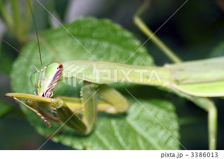 カマキリ 3386013