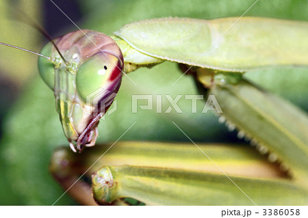 カマキリ 3386058