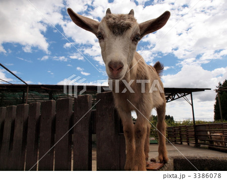 宇都宮動物園のやぎ 宇都宮動物園のやぎ 3386078
