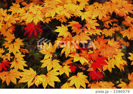 もみじ黒バック横位置 3386079