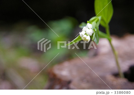 すずらん 3386080