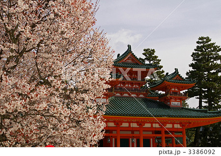 平安神宮の桜 3386092