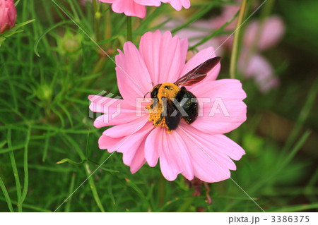 コスモスとクマバチ コスモスとクマバチ 3386375