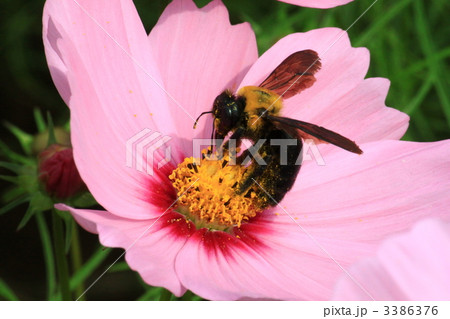 コスモスとクマバチ コスモスとクマバチ 3386376
