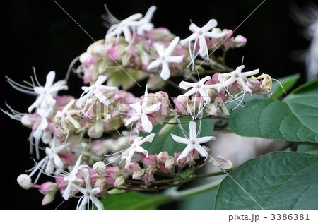 クサギの花 クサギの花 3386381