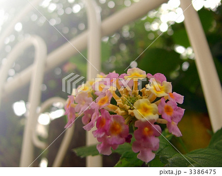 ランタナ ランタナ 3386475