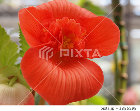 球根ベゴニアの花 3386598
