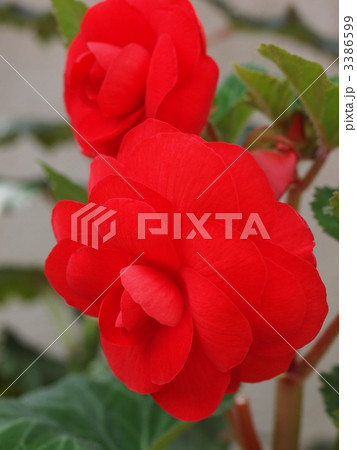 球根ベゴニアの花 3386599