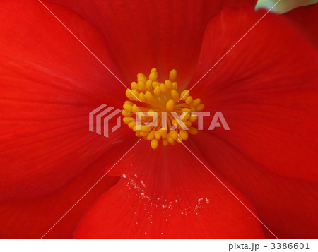 球根ベゴニアの花 球根ベゴニアの花 3386601