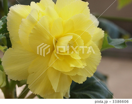 球根ベゴニアの花 3386606