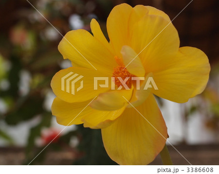 球根ベゴニアの花 3386608