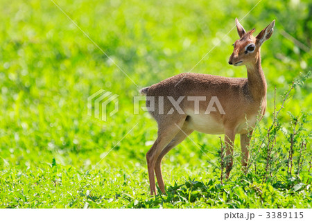 Dik dik 3389115
