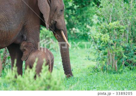 Elephants Elephants 3389205