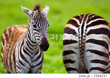 Zebras 3389237