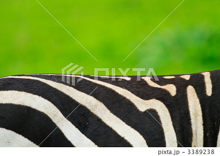 Zebra skin 3389238