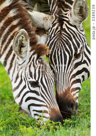 Zebras 3389239