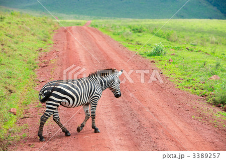 Zebra walking at road 3389257