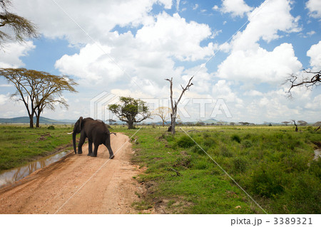 Elephant 3389321