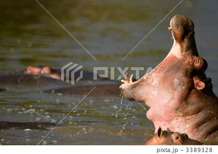 Hippo 3389328