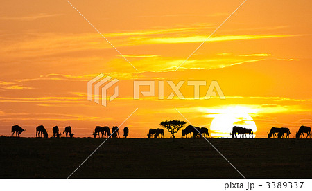 African sunrise African sunrise 3389337