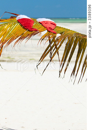 Santa hats on palm leaf 3389396