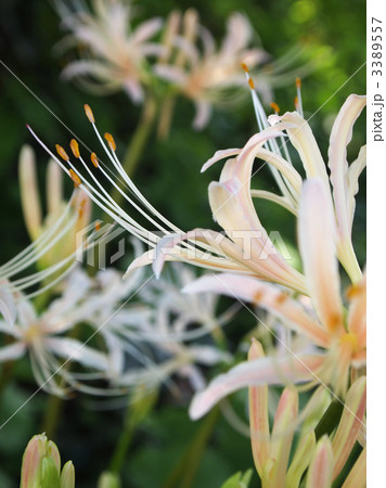 シロバナマンジュシャゲ 3389557